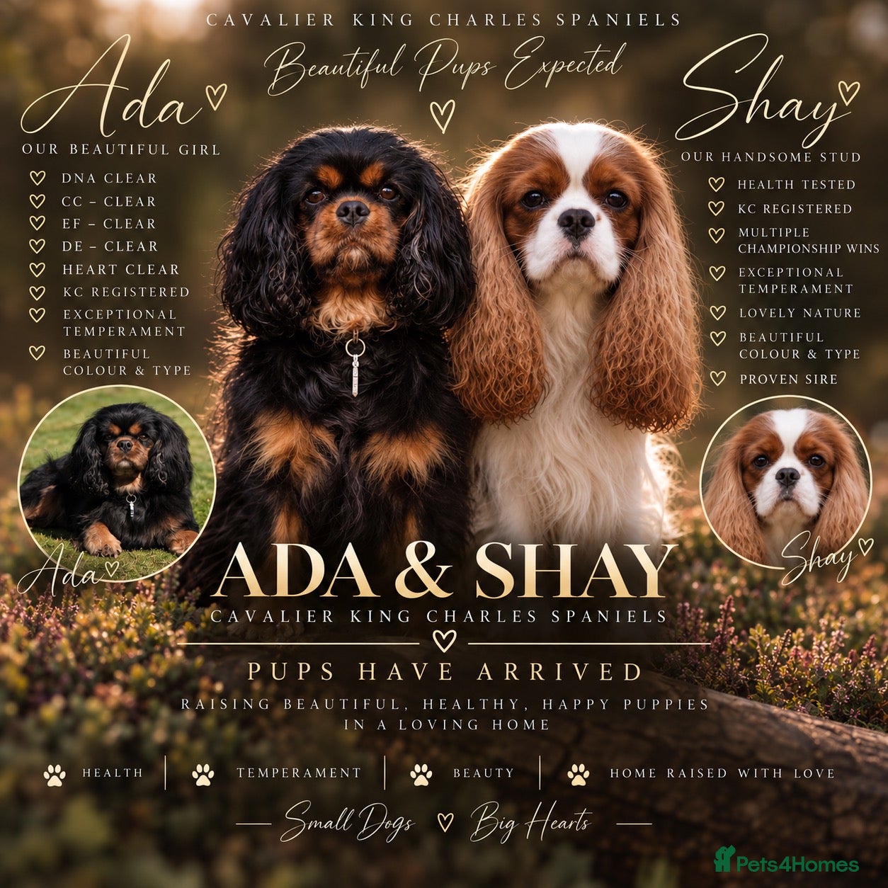 Cavalier King Charles Spaniel dogs KC Registered Cavalier King Charles Puppies - Advert 11