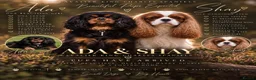 Cavalier King Charles Spaniel dogs for sale: KC Registered Cavalier King Charles Puppies - Advert 1