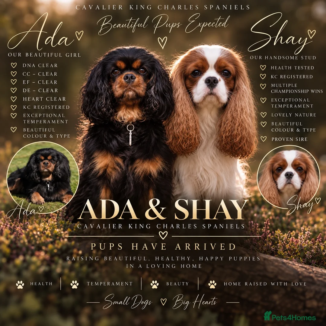 Cavalier King Charles Spaniel dogs for sale: KC Registered Cavalier King Charles Puppies - Advert 1