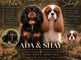 Cavalier King Charles Spaniel dogs KC Registered Cavalier King Charles Puppies - Advert 1