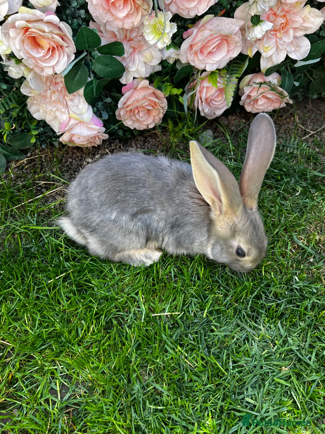 Continental Giant rabbits for sale: 4 mail continental Giants in Canterbury - Advert 1