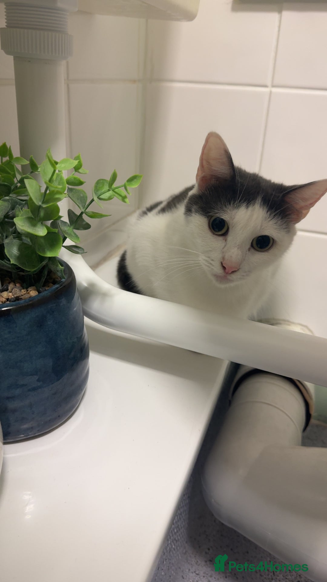 Mixed Breed cats for sale: Beautiful cat for rehoming - Advert 2