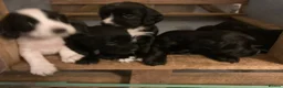 Sprocker dogs for sale: 8 beautiful healthy friendly little Sprocker pups - Advert 15