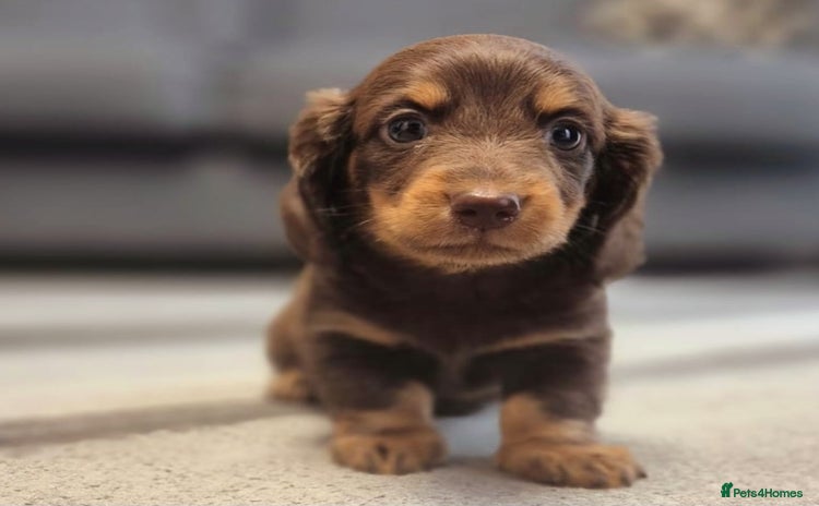 Dachshund dogs - Advert 1