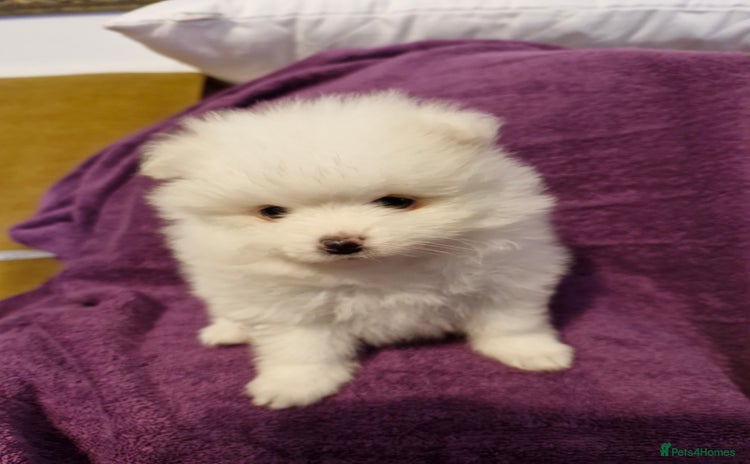 Pomeranian dogs - Advert 12