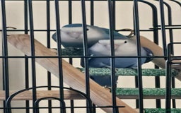 Lovebirds birds for sale: 3 x lovebirds for sale - Image 5