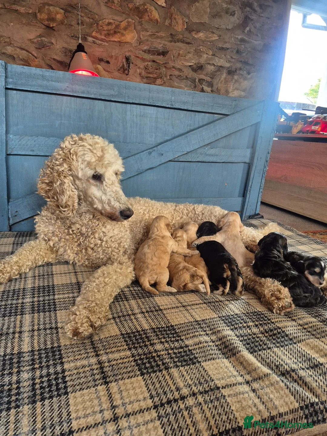 Cockapoo dogs for sale: 🐾 Beautiful F1 Cockapoo Puppies 🐾  - Advert 1
