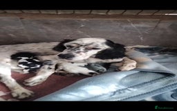 English Setter dogs for adoption: Setter x pups  - Image 4