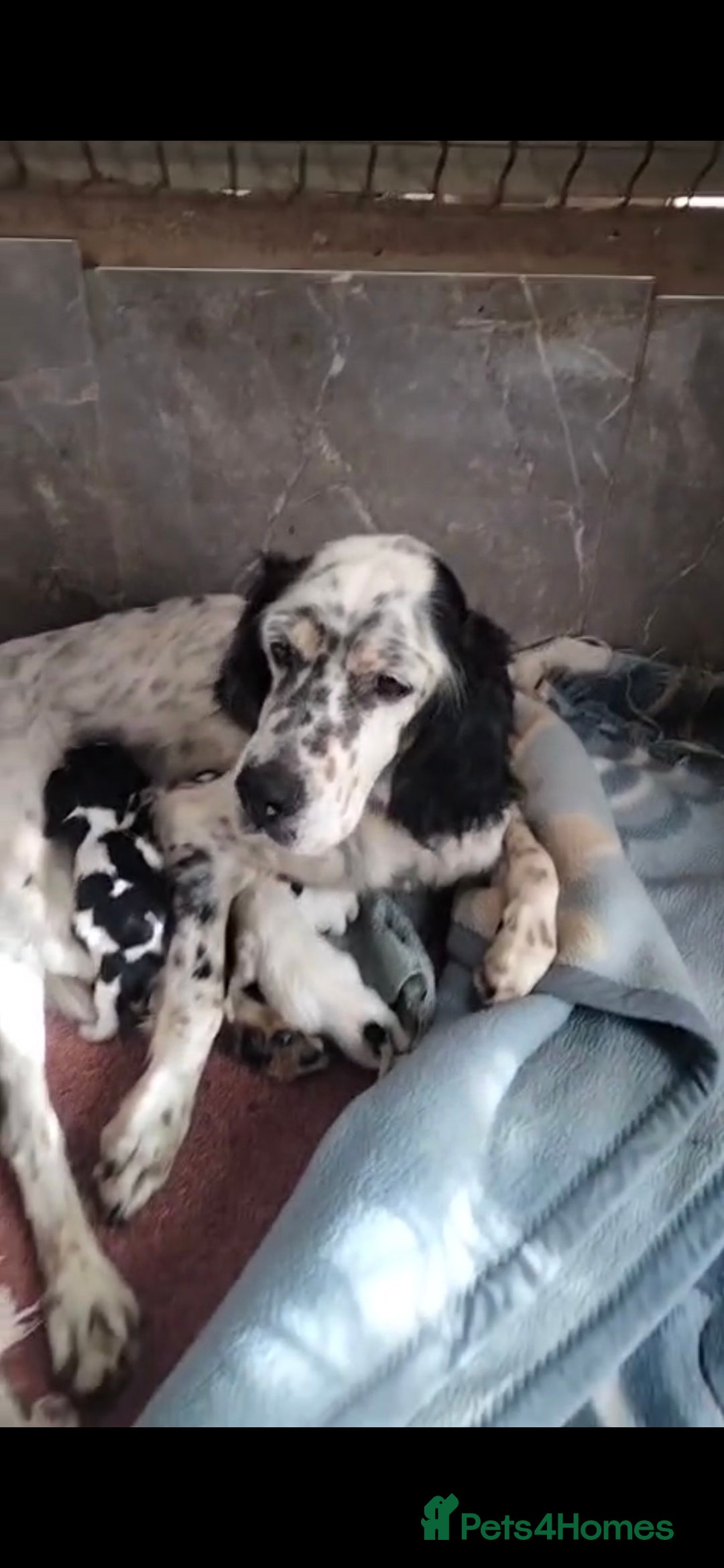 English Setter dogs for adoption: Setter x pups  - Image 4