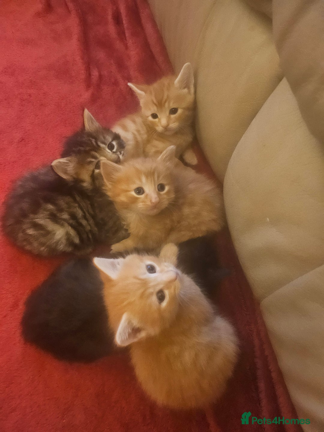 Mixed Breed cats for sale: Elven Bengal Mixes - Advert 30