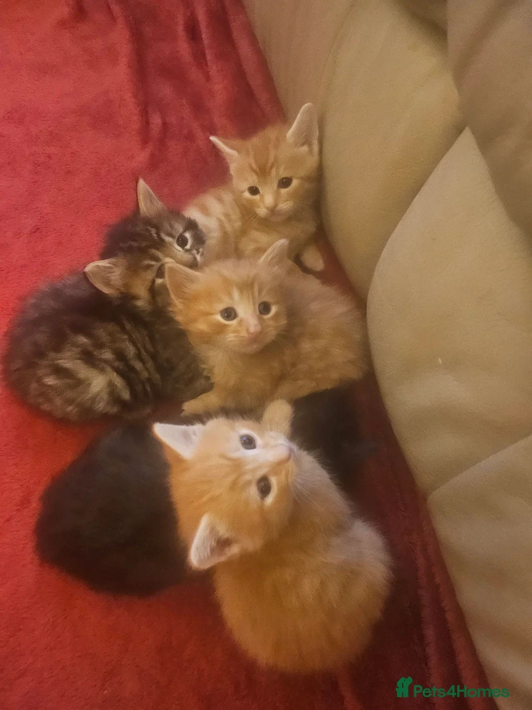 Mixed Breed cats for sale: Elven Bengal Mixes - Advert 30