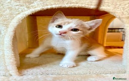Mixed Breed cats for sale: Beautiful kittens for sale - Image 6