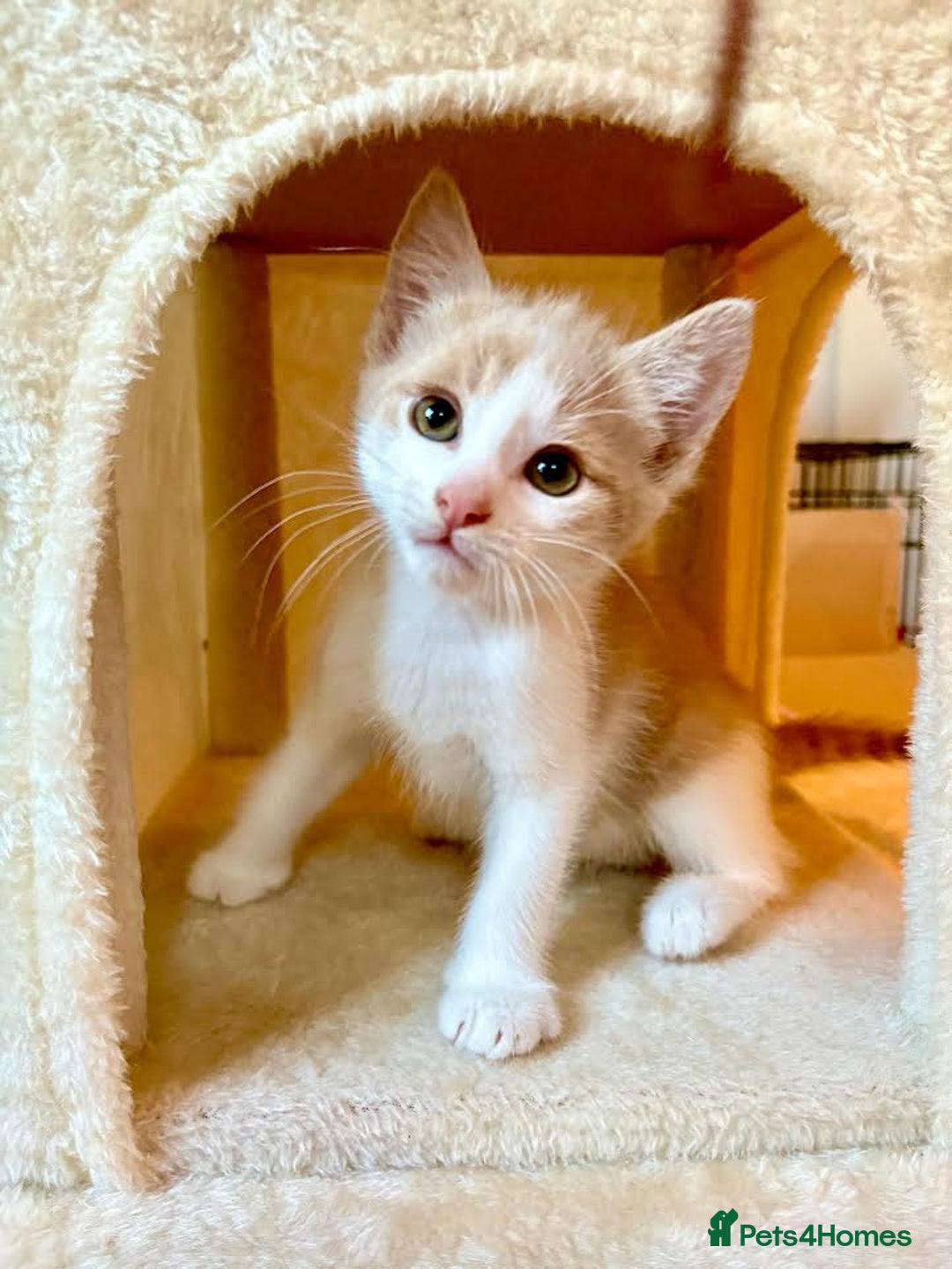 Mixed Breed cats for sale: Beautiful kittens for sale - Image 6
