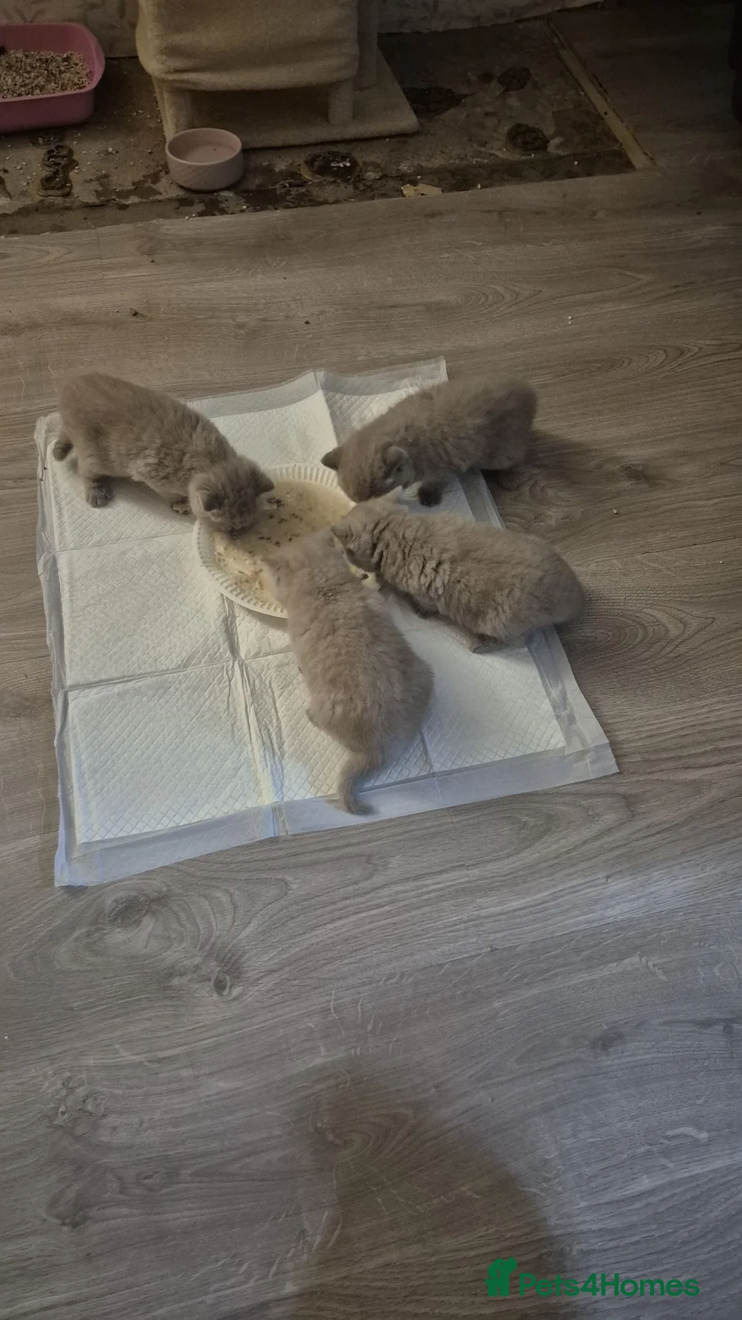 British Shorthair cats for sale: British Shorthair kittens in Newtownards - Advert 5