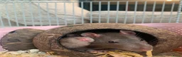 Rat rodents for sale: Marvin and John  in Fleetwood - Advert 4