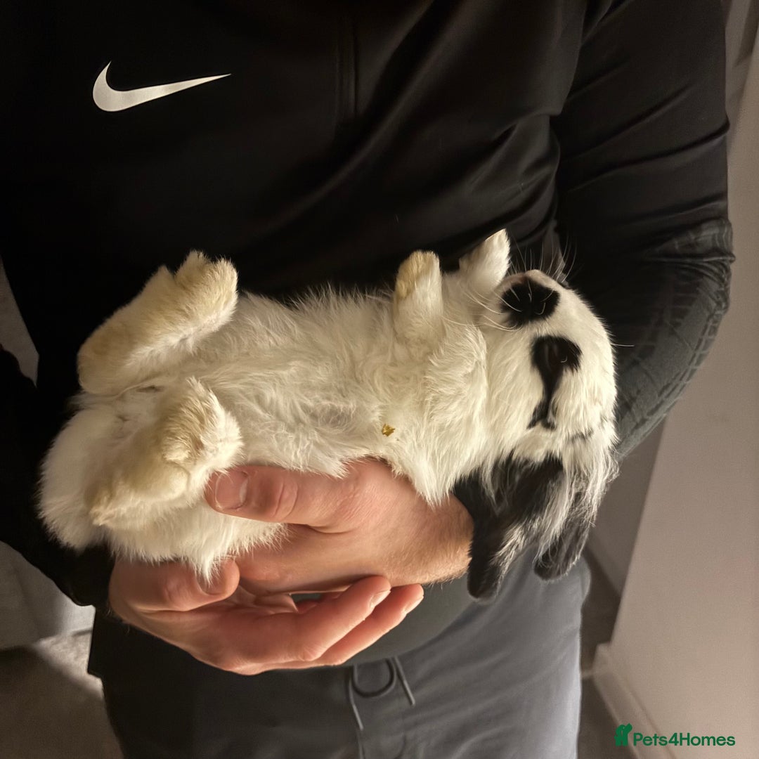 English Lop rabbits for sale: Two mini lop rabbits  - Image 4