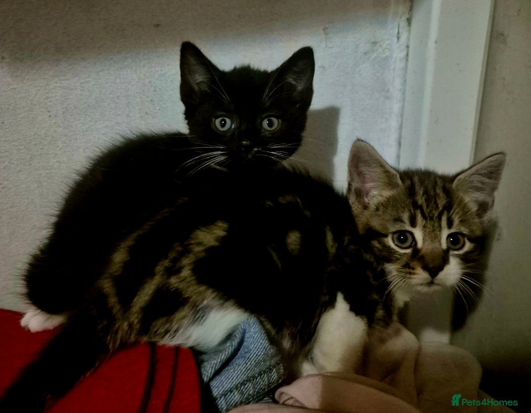 Mixed Breed cats for sale: 1/4 Maine Coon kittens - Advert 9