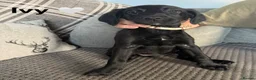 Mixed Breed dogs for sale: Labrador Puppies - Advert 7