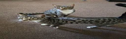 Mixed Breed cats for sale: Bengal cross kittens  - Advert 4