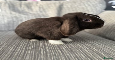 Mini Lop rabbits - Advert 10