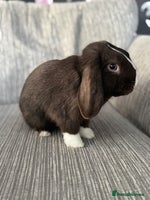 Mini Lop rabbits Beautiful Mini Lop Boy (Buck) - Advert 7