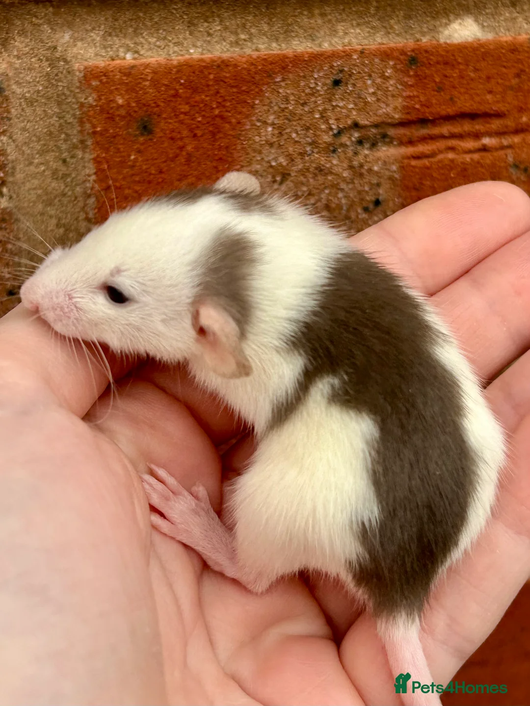 Rat rodents for sale: Baby dumbo fancy rats male and female  - Advert 2