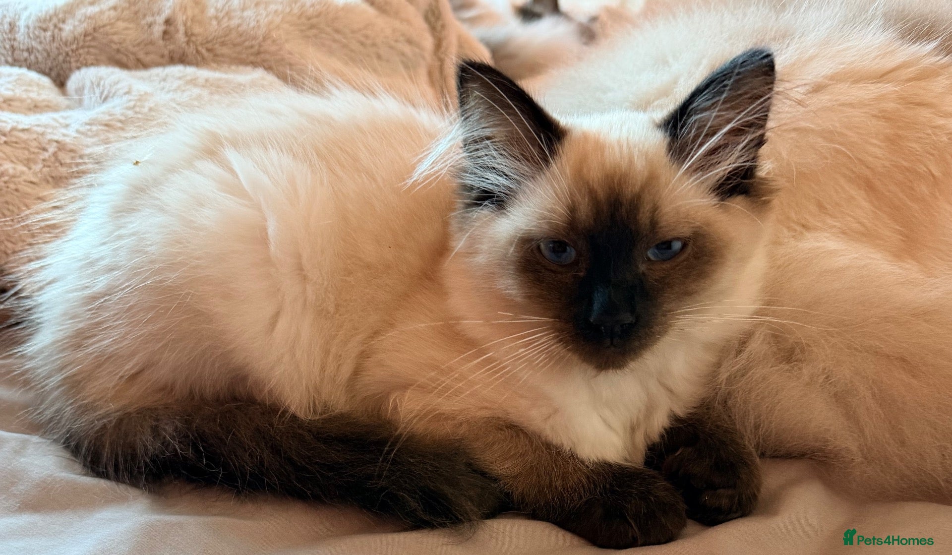 Ragdoll cats READY TO GO! Stunning Ragdoll Kitten😍 - Advert 17