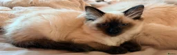 Ragdoll cats for sale: READY TO GO! Stunning Ragdoll Kitten😍 - Advert 1