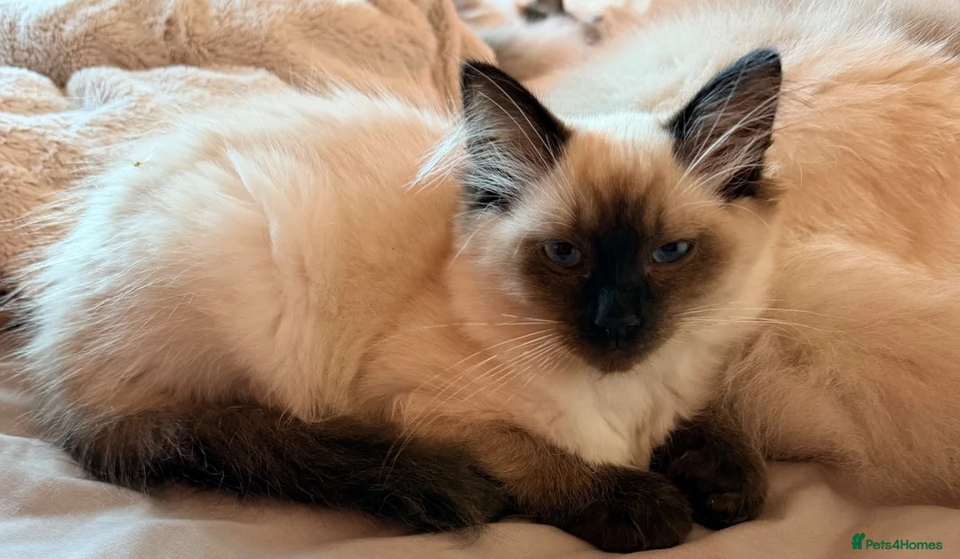 Ragdoll cats for sale: READY TO GO! Stunning Ragdoll Kitten😍 - Advert 1