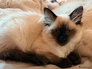 Ragdoll cats READY TO GO! Stunning Ragdoll Kitten😍 - Advert 3