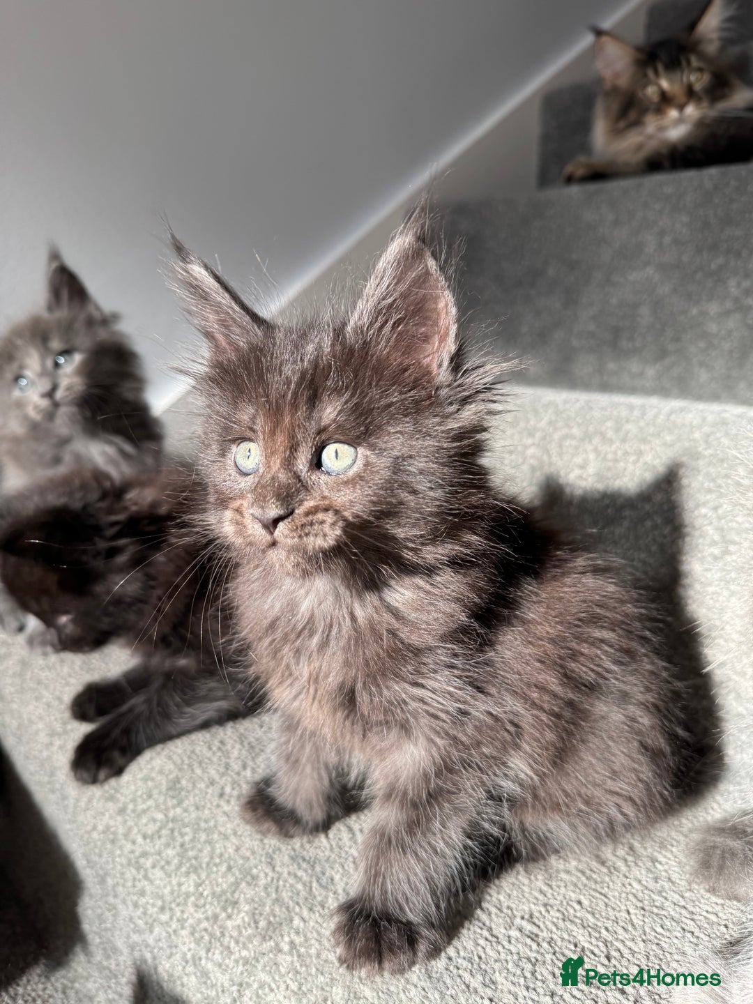 Maine Coon cats for sale: Pedigree Maine Coon Kittens – Blues & Smokes - Advert 12