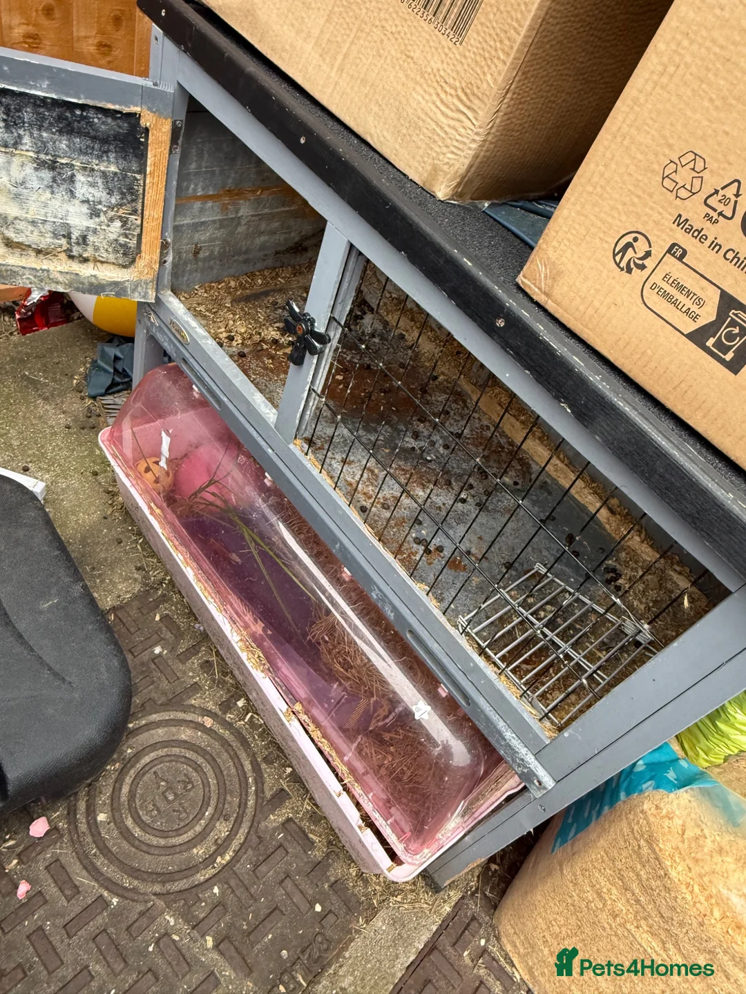Mixed Breed rabbits for sale: Male and female rabbit for safe in Worksop - Advert 6