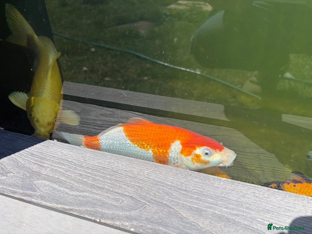 Koi Carp fish for sale: X3 Koi Carp for sale - Advert 1