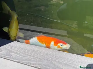 Koi Carp fish X3 Koi Carp for sale - Advert 1