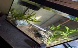 Axolotl reptiles for sale: Axolotl+ Tank and all accessories  - Image 4