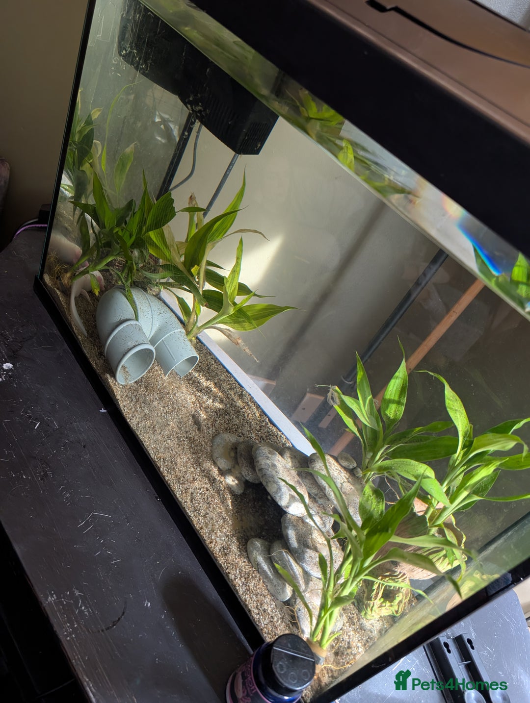 Axolotl reptiles for sale: Axolotl+ Tank and all accessories  - Image 4