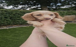 Miniature Dachshund dogs for sale: KC Long Haired Cream Carriers Miniature Dachshunds - Image 16