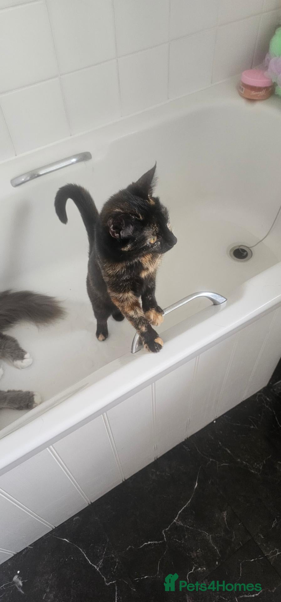 Mixed Breed cats Cleo.  - Advert 3