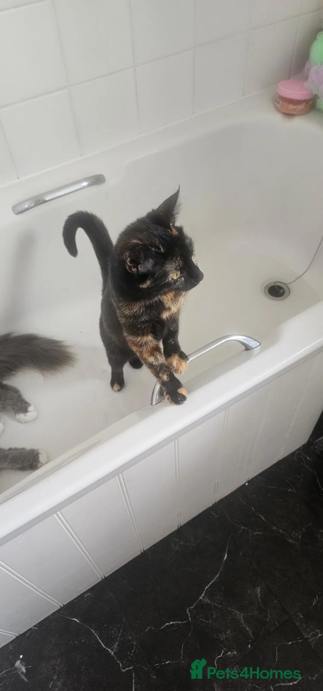 Mixed Breed cats for sale: Cleo.  in Norwich - Advert 1