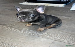 French Bulldog dogs for sale: Adorable Purebred Female French Bulldogs Ready! - Advert 17