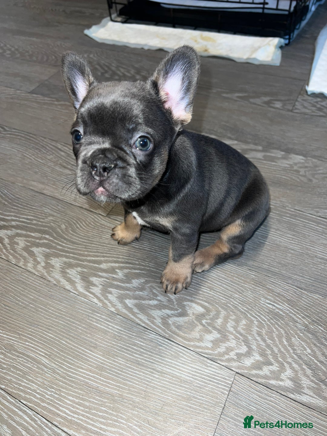 French Bulldog dogs for sale: Adorable Purebred Female French Bulldogs Ready! - Advert 17