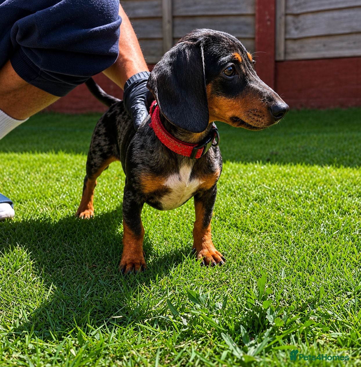 Miniature Dachshund dogs miniature dachshunds male  - Advert 4