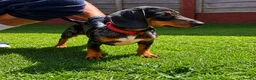 Miniature Dachshund dogs for sale: miniature dachshund dapple male ONE LEFT - Advert 1