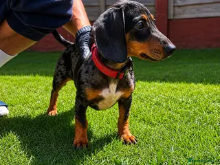 Miniature Dachshund dogs miniature dachshunds male - Advert 4