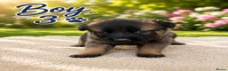 Mixed Breed dogs for sale: Belgian Shepard X caucasian Shepherd puppies - Advert 4