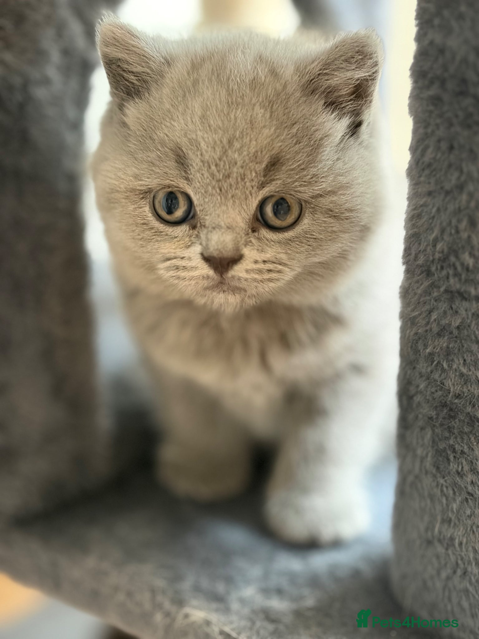 British Shorthair cats £950 Quality GCCF Pure Pedigree British Shorthair - Advert 2
