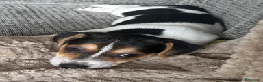 Jack Russell 2