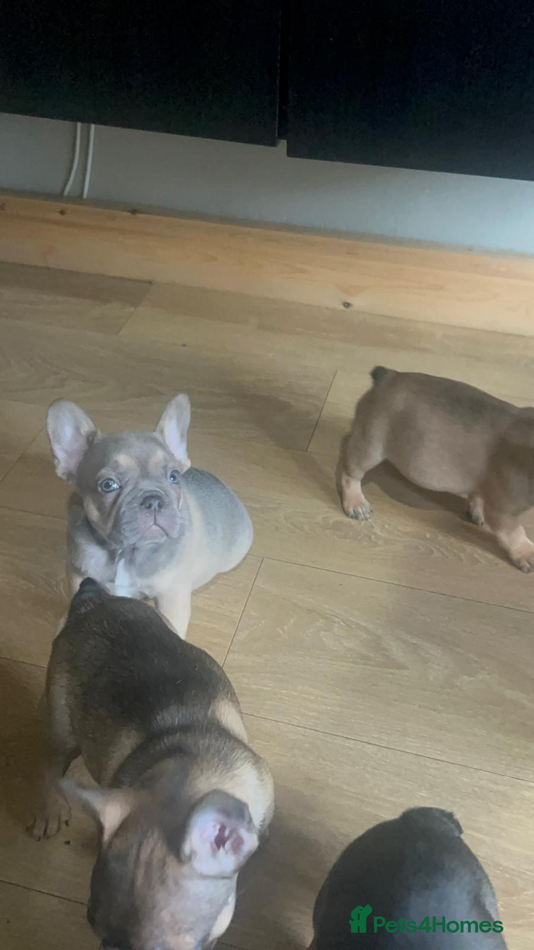 French Bulldog dogs for sale: French bulldog puppies  - Image 4