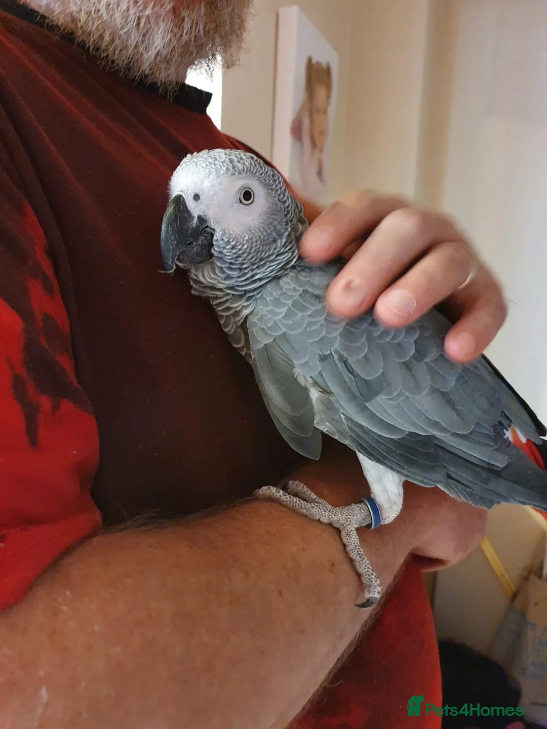 Parrots birds for sale: Beautiful African Grey Parrot in Aviemore - Advert 6