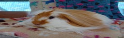 Guinea Pig rodents for sale: Baby Golden Boars / Young Adult Sheltie Boar  RTL  - Advert 3